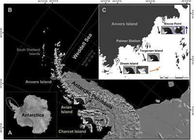 Advancing the Sea Ice Hypothesis: Trophic Interactions Among Breeding Pygoscelis Penguins With Divergent Population Trends Throughout the Western Antarctic Peninsula